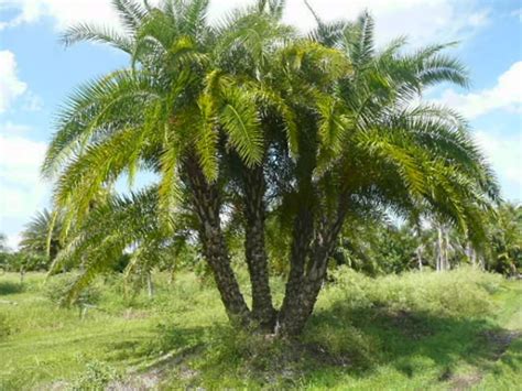 philippine date palm